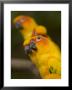Closeup Of Five Captive Sun Parakeets by Tim Laman Limited Edition Print
