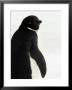 Portrait Of Adelie Penguin by Ralph Lee Hopkins Limited Edition Pricing Art Print