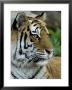 Siberian Tiger Sticks Its Tongue Out At The Henry Doorly Zoo, Nebraska by Joel Sartore Limited Edition Print
