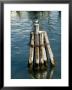 Seagull Perched On A Wooden Piling In Old Harbor, Block Island, Rhode Island by Todd Gipstein Limited Edition Print