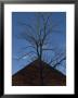 Gable Of An Old Barn And A Tree Against A Clear Blue Sky by Todd Gipstein Limited Edition Print