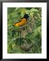 Baltimore Oriole Nesting In Wild by George Grall Limited Edition Print