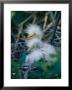 Great Egret Babies, Florida by Roy Toft Limited Edition Print