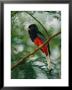 Surucua Trogon, Iguazu Falls, Argentina by Roy Toft Limited Edition Print