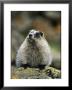 Portrait Of A Hoary Marmot Sitting On A Lichen Encrusted Rock by Michael S. Quinton Limited Edition Print