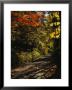 Maple Trees Along The Roy Gap Road Trail by Raymond Gehman Limited Edition Print