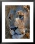 Portrait Of A Male African Lion, Panthera Leo, Okavango Delta, Botswana by Beverly Joubert Limited Edition Print