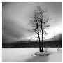 Lake Of Woods Tree I by Shane Settle Limited Edition Pricing Art Print