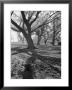 Trees On The Nelson Doubleday Plantation by Alfred Eisenstaedt Limited Edition Print