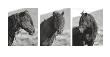 Wild Stallion Triptych by Claude Steelman Limited Edition Print