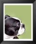 Boston Terrier On Avocado by Patti Meador Limited Edition Print