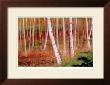The White Forest by Robert Pellelt Limited Edition Pricing Art Print