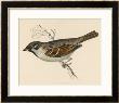Tree Sparrow by Reverend Francis O. Morris Limited Edition Print