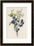 Blackthorn by F. Edward Hulme Limited Edition Pricing Art Print