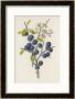 Blackthorn by F. Edward Hulme Limited Edition Print