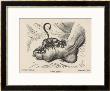 Little Devil Sinks His Teeth Into The Swollen Foot Of A Gout Sufferer by James Gillray Limited Edition Print