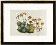 Dwarf Houseleek by William Curtis Limited Edition Pricing Art Print