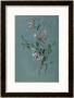 Honeysuckle by Pierre-Joseph Redoute Limited Edition Print
