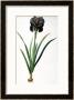 Iris Luxiana, From Les Liliacees by Pierre-Joseph Redouté Limited Edition Pricing Art Print