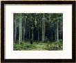 Countess Mordvinov's Forest, 1891 by Ivan Ivanovitch Shishkin Limited Edition Print