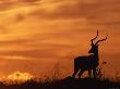 Male Impala Silhouetted Against Sky At Sunset, Masai Mara Game Reserve, Kenya by Anup Shah Limited Edition Print