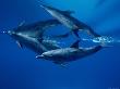 Atlantic Spotted Dolphins Underwater, Bahamas, Caribbean Sea by Doug Perrine Limited Edition Print