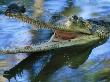 Male Indian Gharial, With Mouth Wide Open In Water, India, Endangered Species by Anup Shah Limited Edition Print