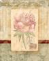 Love Letter Rose by Nancy Pallan Limited Edition Print