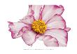 Cosmos by Barbara Bordnick Limited Edition Print