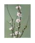 White Japonica by Natalie Lane Limited Edition Print
