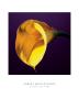 Calla Lily, C.1987 by Robert Mapplethorpe Limited Edition Print