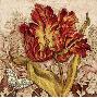 Antiqued Tulip by Laurel Lehman Limited Edition Print