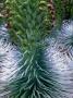 Rare Haleakala Silversword Plant In Flower At Haleakala Crater, Haleakala Nat. Park, Maui Hawaii by Ann Cecil Limited Edition Print