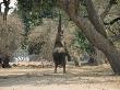 An African Elephant Rears On Its Hind Legs To Reach Ana Tree Leaves by Beverly Joubert Limited Edition Print