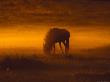 Silhouette Of A Wildebeest At Twilight In Chobe National Park by Beverly Joubert Limited Edition Print