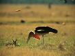 A Marabou Stork Catches Termites On The Savanna by Beverly Joubert Limited Edition Print