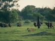 African Lioness With A Group Of Cape Buffalo In Backround by Beverly Joubert Limited Edition Print