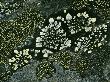 Close View Of Map Lichens Growing On A Rock by Stephen Sharnoff Limited Edition Pricing Art Print
