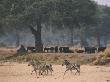 Three Zebras Walk Past A Herd Of Cape Buffalo Resting In Shade by Beverly Joubert Limited Edition Print