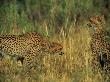 African Cheetahs In The Grassland by Beverly Joubert Limited Edition Print