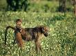 Baboon Carrying A Youngster by Beverly Joubert Limited Edition Print