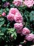Rosa Bourbon Queen (Bourbon Rose) Pink Flower by David Askham Limited Edition Print