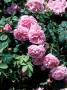 Rosa Bourbon Queen (Bourbon Rose) Pink Flower by David Askham Limited Edition Print