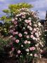 Rosa Blairii Number Two (Climbing Bourbon Rose), Pink Flower by David Askham Limited Edition Print