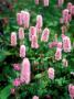 Persicaria Bistorta (Knotweed) by Pernilla Bergdahl Limited Edition Print