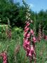 Foxglove, Warwickshire by Peter Ryley Limited Edition Print