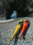 Sea Kayaks On The Shore Of Spring Island, Vancouver Island, Canada by Mike Tittel Limited Edition Print