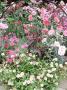 Mixed Dianthus & Erigeron In Pots, Metal Cockerel Ornament by Linda Burgess Limited Edition Pricing Art Print