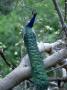 Common Peafowl, Male, India by Patricio Robles Gil Limited Edition Print