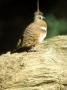 Spinifex Pigeon, Adult, Australia by Patricio Robles Gil Limited Edition Print